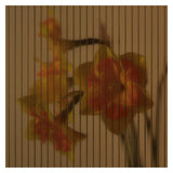 Abel Pause EDP Ingredient Narcissus