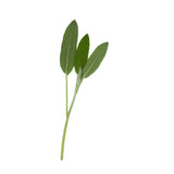 Monastery Cleansing Oil Ingredient -Sage