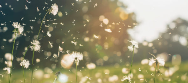 Is Your Lymphatic System Making Allergy Season Worse?