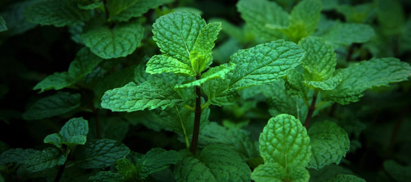 Herbal Spotlight: Peppermint for the Gut, Skin, & Spirits
