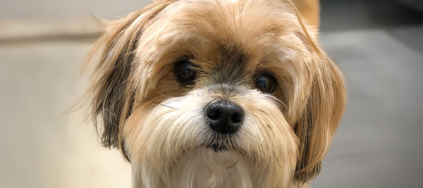 Sophie’s Story - Increasing Your Dog’s Health & Longevity For More Years of Joy