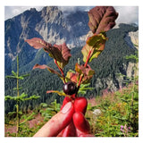 Boreal Folk Huckleberry Lip Butter Ingredient - Huckleberry 

