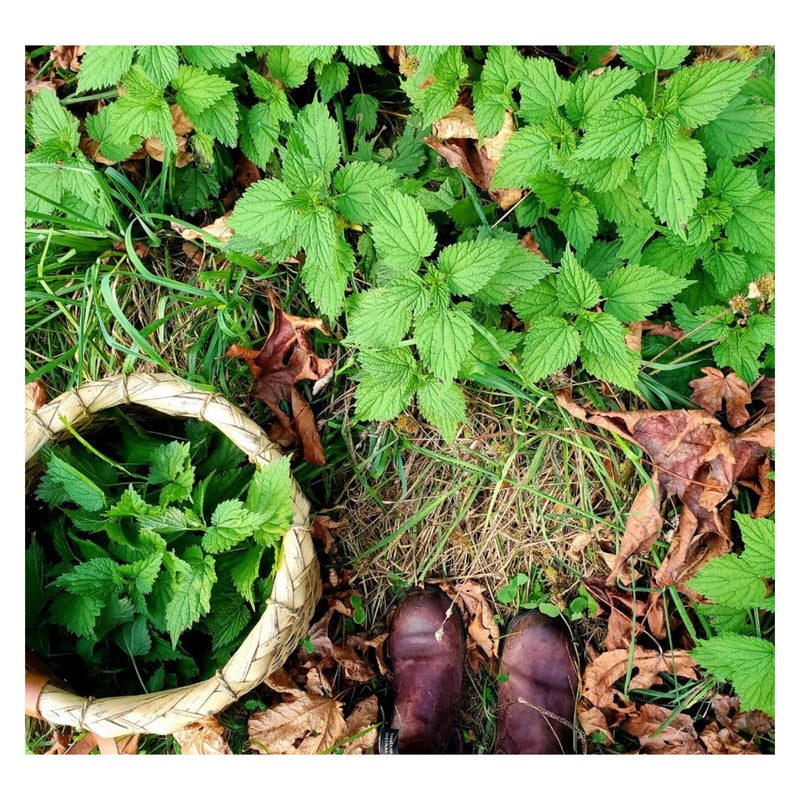 Boreal Folk Nettle Soap Ingredient - Nettle
