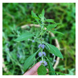 Boreal Folk Wild Mint Lip Butter Ingredient - Wild Mint 
