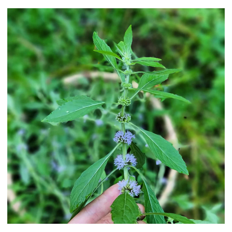 Boreal Folk Wild Mint Lip Butter Ingredient - Wild Mint 
