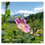 Boreal Folk Wild Rose Skin Butter Ingredient - Wild Rose 
