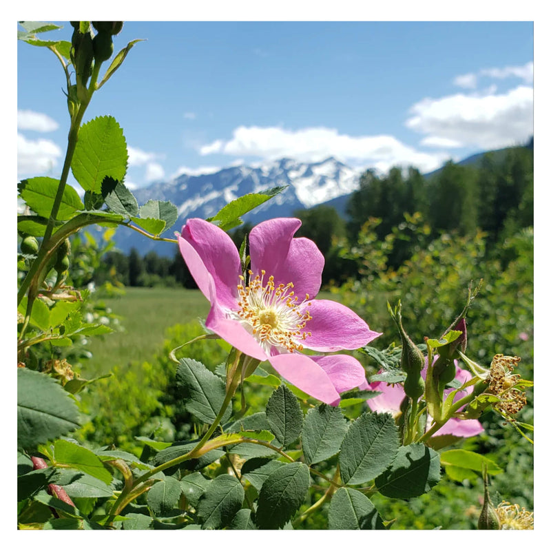 Boreal Folk Wild Rose Skin Butter Ingredient - Wild Rose 
