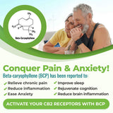 Cannanda CB2 Hemp Seed Oil Unflavoured Information - Beta-Caryophyllene
