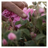 Dr. Hauschka Rose Day Cream Light - Ingredient Rose
