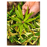 Labrador Tea Leaves
